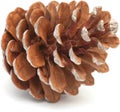 Aleppo pine cone Royalty Free Stock Photo