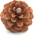 Aleppo pine cone Royalty Free Stock Photo