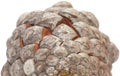 Aleppo pine cone Royalty Free Stock Photo