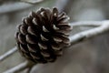 Aleppo Pine Cone, open and having released all its seeds, in Malta with bokeh background Royalty Free Stock Photo
