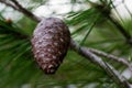 Aleppo Pine Cone, still closed and loaded with seeds, with bokeh background