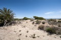 Aleppo Pine growing in dunes Royalty Free Stock Photo