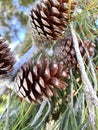Aleppo pine, Jerusalem pine, Pinus halepensis Royalty Free Stock Photo