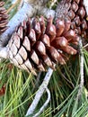 Aleppo pine, Jerusalem pine, Pinus halepensis Royalty Free Stock Photo