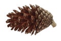 Aleppo pine cone Royalty Free Stock Photo