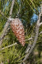 Aleppo Pine, Pinus halepensis