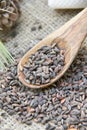 Aleppo pine seeds Royalty Free Stock Photo