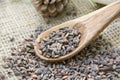 Aleppo pine seeds Royalty Free Stock Photo