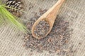 Aleppo pine seeds Royalty Free Stock Photo