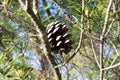 Aleppo pine tree cone Royalty Free Stock Photo