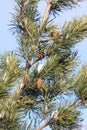 Aleppo pine tree Royalty Free Stock Photo