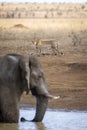 Vertical portrait of an adult cheetah walking near river watching elephant in water in Kruger Park in South Africa Royalty Free Stock Photo