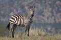 One alert adult Zebra standing in the Serengeti Tanzania