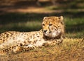 Alert African Cheetah resting in field