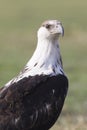 Alert African fish eagle Royalty Free Stock Photo