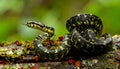 Alert Amazon Tree Boa in a Lush Rainforest Royalty Free Stock Photo