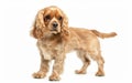 An alert American Cocker Spaniel stands with a gaze full of curiosity, its golden coat shimmering against the white