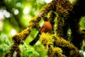 Alert American Robin perched on a moss-covered tree
