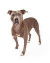 Alert American Staffordshire Terrier Dog Standing Royalty Free Stock Photo