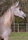 Alert Arabain Colt Royalty Free Stock Photo