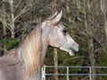 Alert Arabain Colt Royalty Free Stock Photo