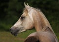 Alert Arabain two year old colt Royalty Free Stock Photo