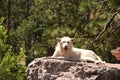 Alert and Attentive Timber Wolf on a Rock Royalty Free Stock Photo