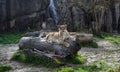 Alert attentive watchful lioness female lion on log