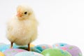 Alert Baby Easter Chick