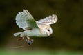 Alert barn owl is captured in mid-flight, with a small prey in its talons Royalty Free Stock Photo