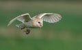 Alert barn owl is captured in mid-flight, with a small prey in its talons Royalty Free Stock Photo