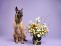 An alert Belgian Shepherd Malinois sits next to a vibrant bouquet