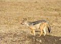 Alert Black-backed Jackal Royalty Free Stock Photo