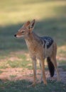 Alert Black-backed Jackal (Canis mesomelas) Royalty Free Stock Photo