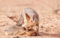 Alert Black-backed Jackal (Canis mesomelas) Royalty Free Stock Photo