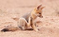 Alert Black-backed Jackal (Canis mesomelas) Royalty Free Stock Photo