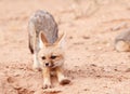 Alert Black-backed Jackal (Canis mesomelas)