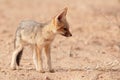 Alert Black-backed Jackal (Canis mesomelas)