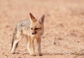 Alert Black-backed Jackal (Canis mesomelas) Royalty Free Stock Photo