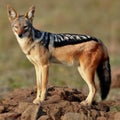 Alert Black-Backed Jackal in Grassy Field