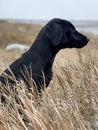 Alert black dog sitting staring straight ahead