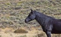 Alert Black Horse in Colorado