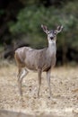 Alert Black-tailed Deer Doe