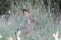 Alert Black-tailed Jackrabbit Lepus californicus Camouflaged. Royalty Free Stock Photo