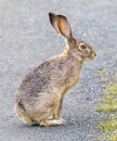 An Alert Black-tailed Jackrabbit Sitting on a Trail. Royalty Free Stock Photo