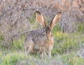 Alert Black-tailed Jackrabbit starring at the camera