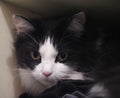 Alert Black And White Pet Cat Hiding In Cupboard