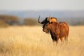 Alert black wildebeest in grassland