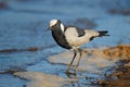 Blacksmith lapwing at water edge