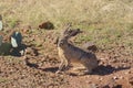 Alert Blacktail Jackrabbit Royalty Free Stock Photo